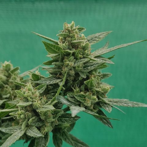BCN Critical XXL growlog timeline photo