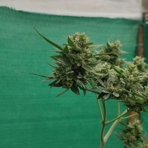 BCN Critical XXL growlog timeline photo