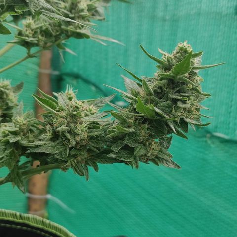 BCN Critical XXL growlog timeline photo
