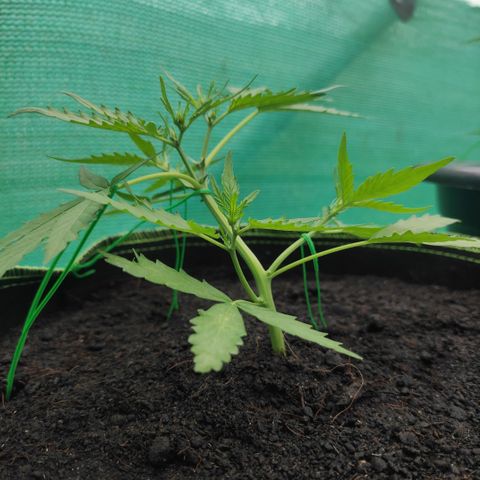 Blue Forest Berry growlog timeline photo