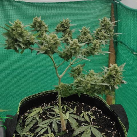 BCN Critical XXL growlog timeline photo