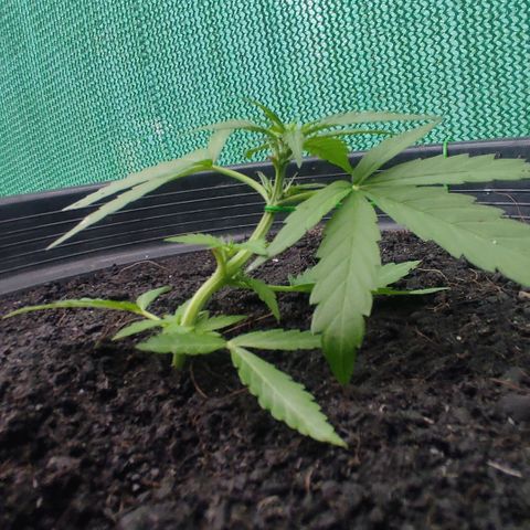 Monkey Glue growlog timeline photo