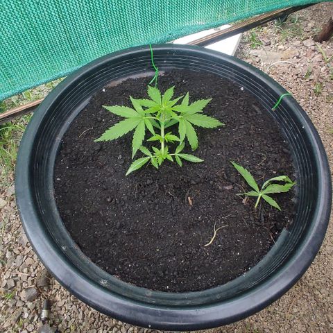 Monkey Glue growlog timeline photo