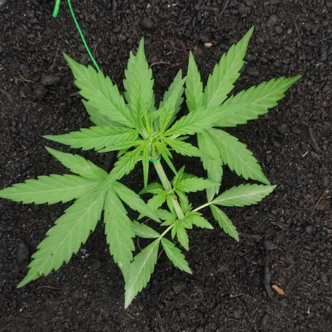 Monkey Glue growlog timeline photo