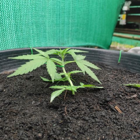 Monkey Glue growlog timeline photo