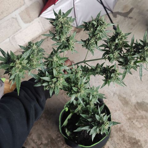 BCN Critical XXL growlog timeline photo