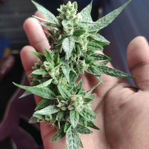 BCN Critical XXL growlog timeline photo