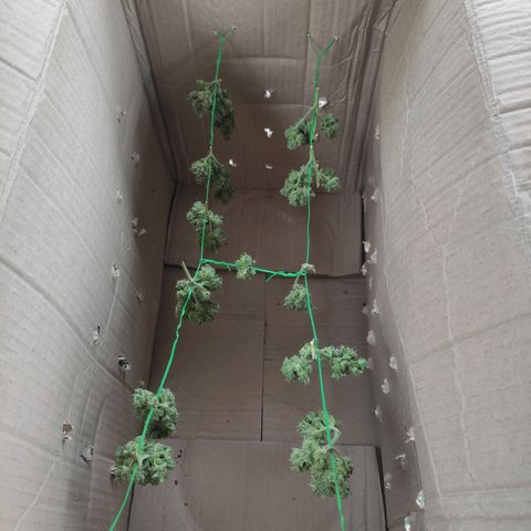 BCN Critical XXL growlog timeline photo