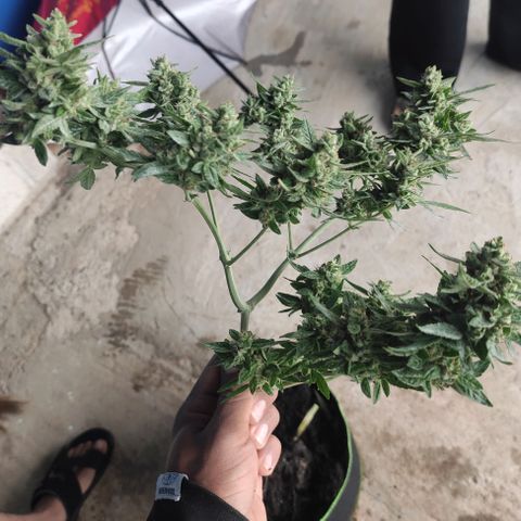 BCN Critical XXL growlog timeline photo