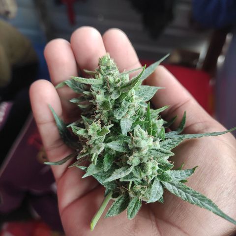 BCN Critical XXL growlog timeline photo