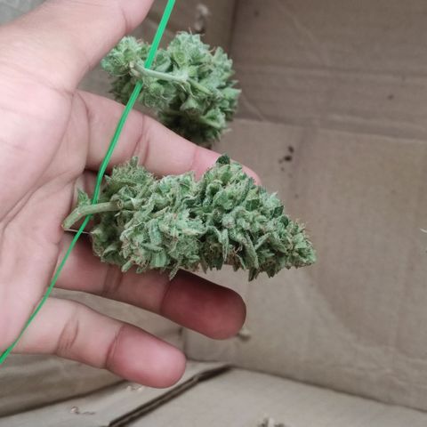 BCN Critical XXL growlog timeline photo