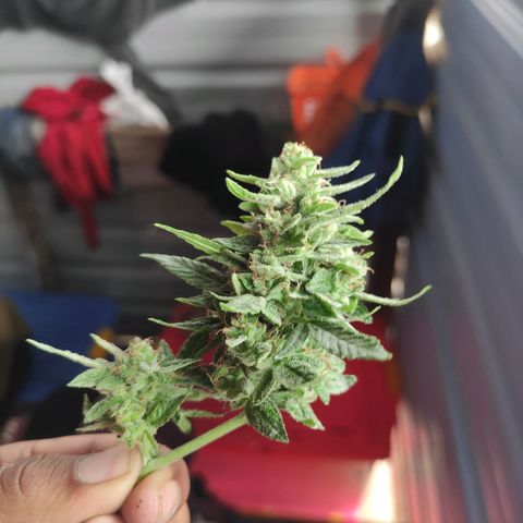 BCN Critical XXL growlog timeline photo
