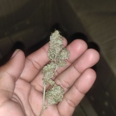 BCN Critical XXL growlog timeline photo