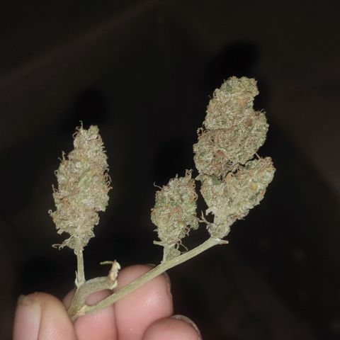 BCN Critical XXL growlog timeline photo