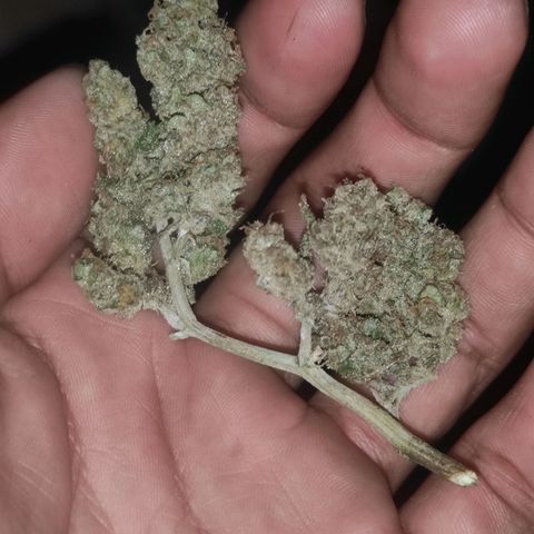 BCN Critical XXL growlog timeline photo