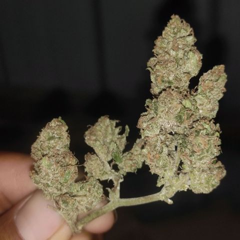 BCN Critical XXL growlog timeline photo