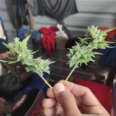 BCN Critical XXL growlog timeline photo