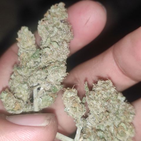BCN Critical XXL growlog timeline photo
