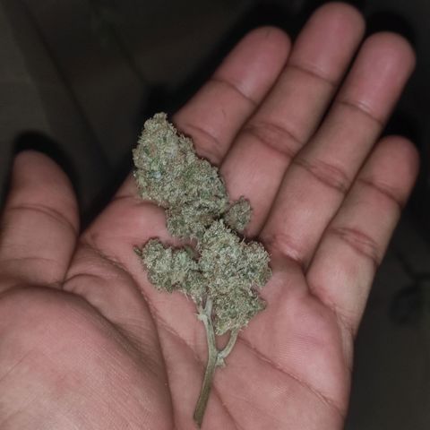 BCN Critical XXL growlog timeline photo