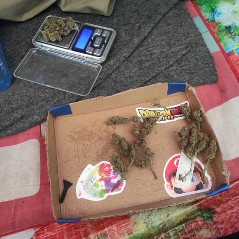 BCN Critical XXL growlog timeline photo