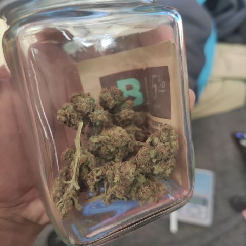 BCN Critical XXL growlog timeline photo