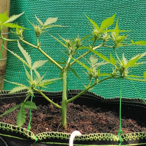 Blue Forest Berry growlog timeline photo