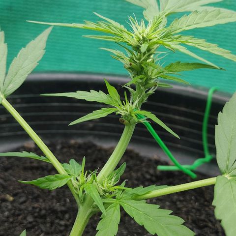 Monkey Glue growlog timeline photo