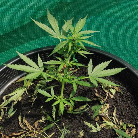Monkey Glue growlog timeline photo