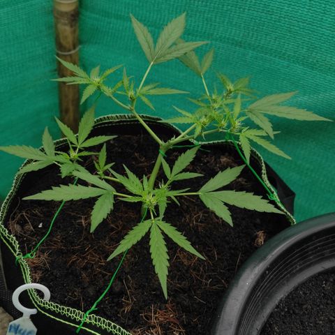 Blue Forest Berry growlog timeline photo