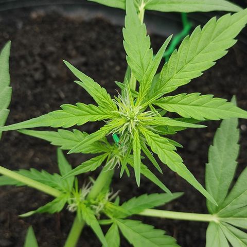 Monkey Glue growlog timeline photo