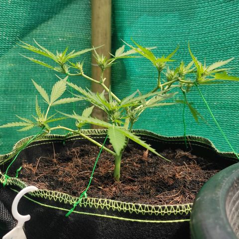 Blue Forest Berry growlog timeline photo