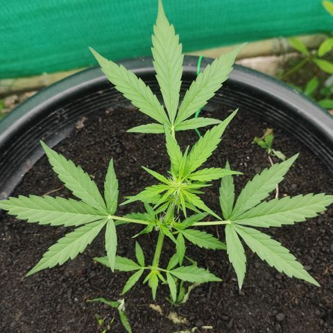 Monkey Glue growlog timeline photo