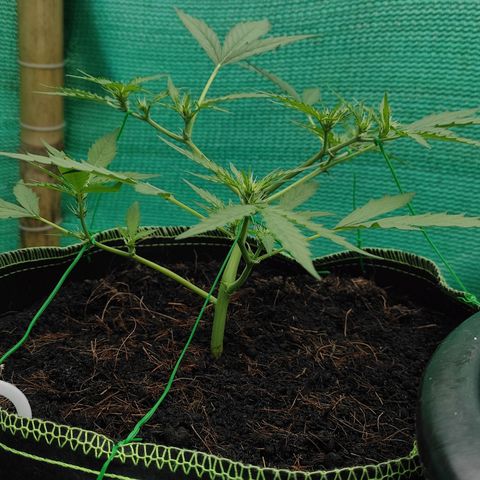 Blue Forest Berry growlog timeline photo