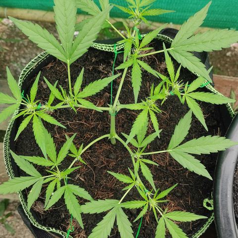 Blue Forest Berry growlog timeline photo