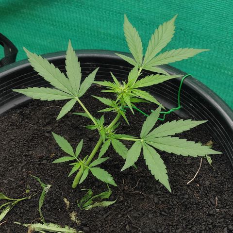 Monkey Glue growlog timeline photo