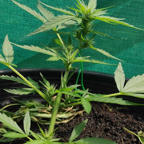 Monkey Glue growlog timeline photo