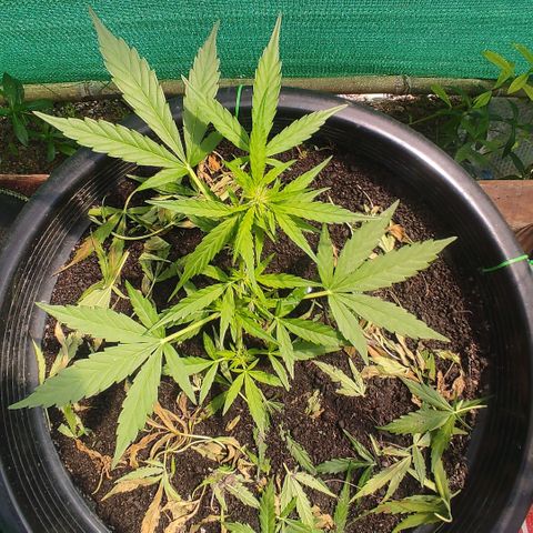 Monkey Glue growlog timeline photo