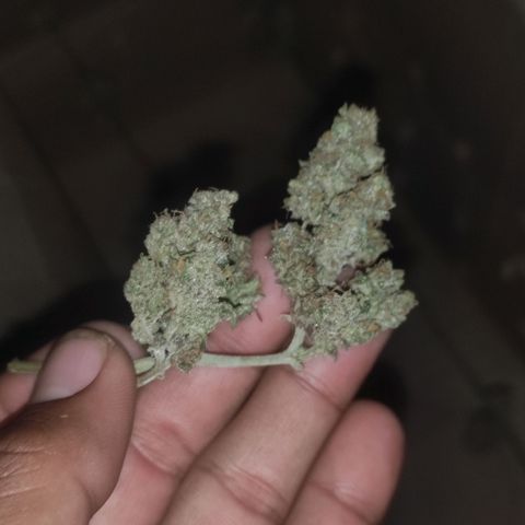 BCN Critical XXL growlog timeline photo