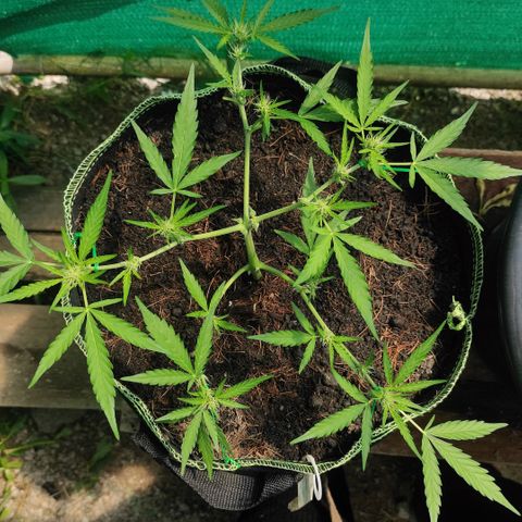 Blue Forest Berry growlog timeline photo