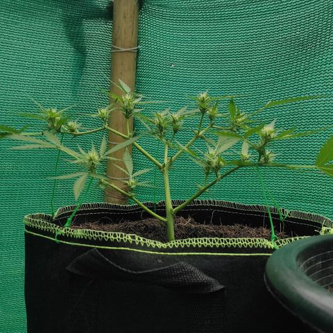 Blue Forest Berry growlog timeline photo