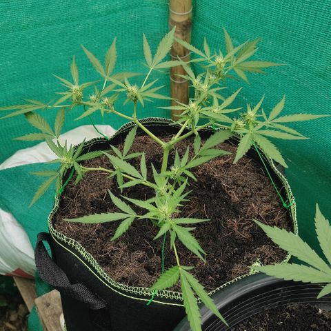 Blue Forest Berry growlog timeline photo