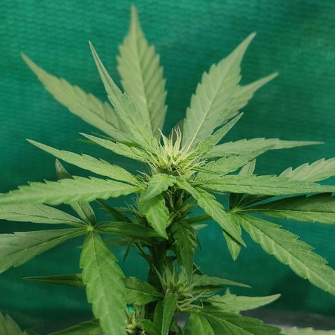 Monkey Glue growlog timeline photo