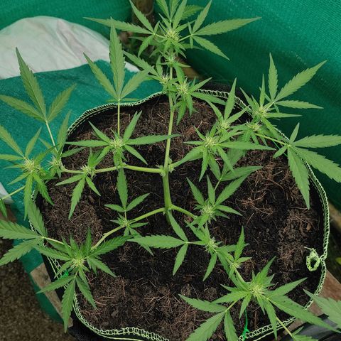 Blue Forest Berry growlog timeline photo