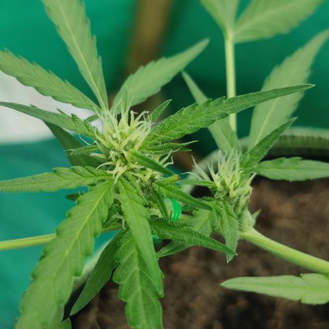 Blue Forest Berry growlog timeline photo