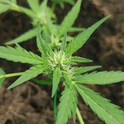 Blue Forest Berry growlog timeline photo