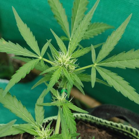 Blue Forest Berry growlog timeline photo
