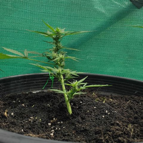 Monkey Glue growlog timeline photo