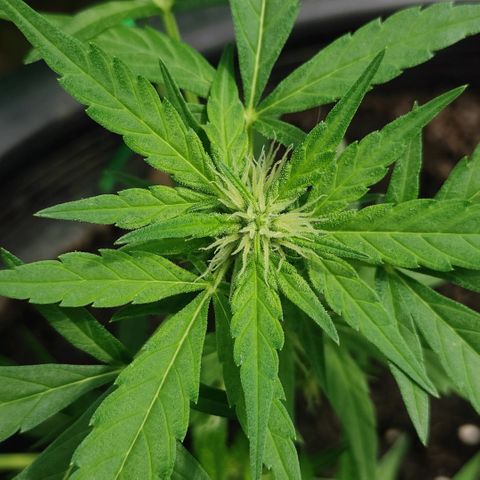 Monkey Glue growlog timeline photo