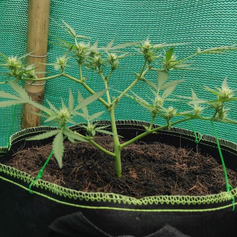 Blue Forest Berry growlog timeline photo