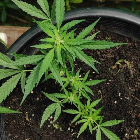 Monkey Glue growlog timeline photo